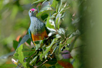 Rose-crowned Fruit-dove