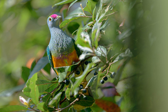 Rose-crowned Fruit-dove