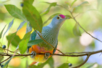 Rose-crowned Fruit-dove
