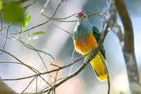 Rose-crowned Fruit-dove