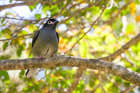 Australasian Figbird
