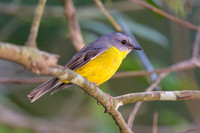 Eastern Yellow Robin
