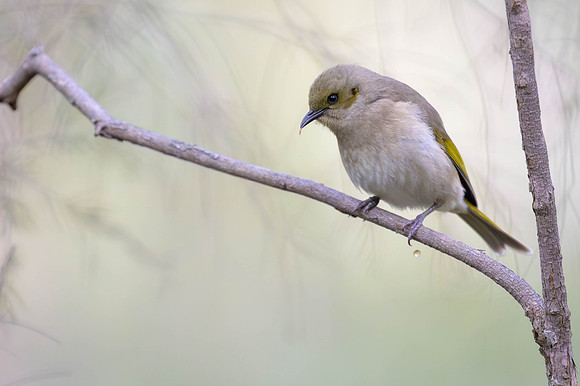 Fuscous Honeyeater