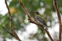 Olive-backed Oriole