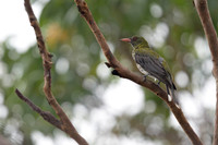 Olive-backed Oriole