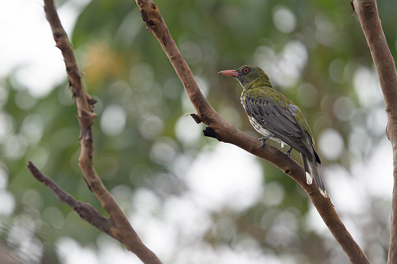 Olive-backed Oriole