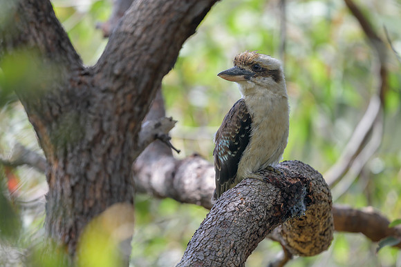 Laugning Kookaburra