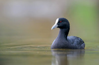 Eurasian Coot