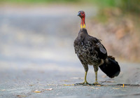 Australian Brush-turkey