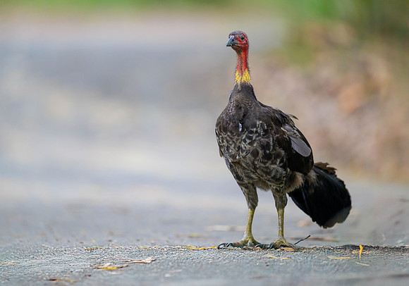 Australian Brush-turkey