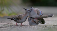Crested Pigeon