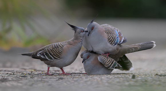 Crested Pigeon