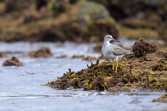 Grey-tailed Tattler