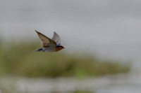 Welcome Swallow