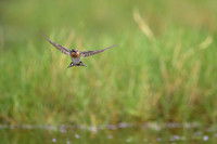 Welcome Swallow