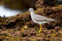 Grey-tailed Tattler