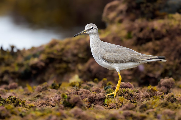 Grey-tailed Tattler