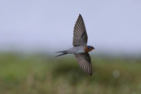 Welcome Swallow
