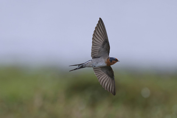 Welcome Swallow