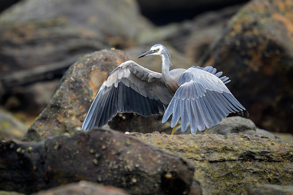 White-faced Heron