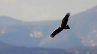 Wedge-tailed Eagle