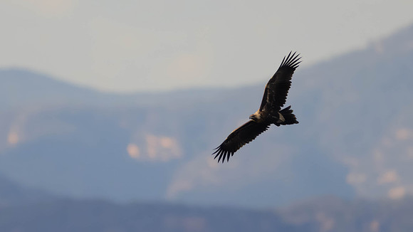 Wedge-tailed Eagle