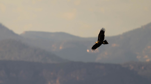 Wedge-tailed Eagle