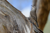 Brown Treecreeper