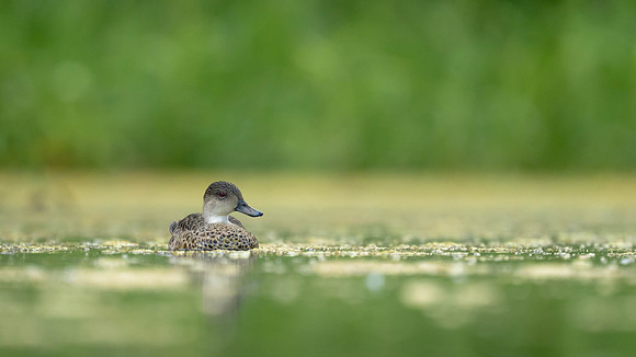 Grey Teal
