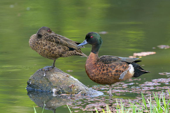 Chestnut Teal