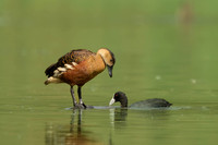 Wandering Whistling Duck