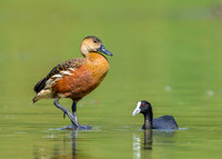 Wandering Whistling Duck