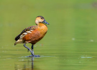 Wandering Whistling Duck