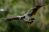 Magpie Goose