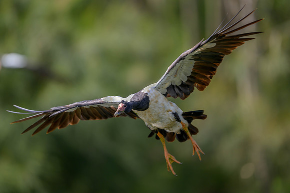 Magpie Goose