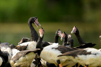 Magpie Goose