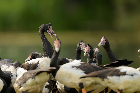 Magpie Goose