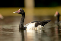 Magpie Goose