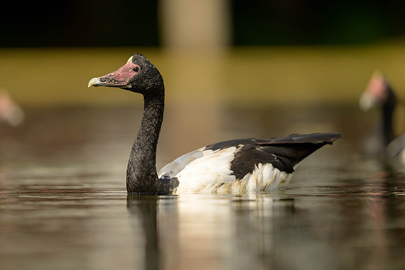 Magpie Goose