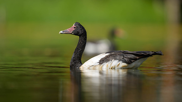 Magpie Goose