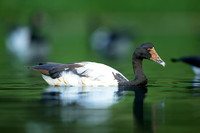 Magpie Goose