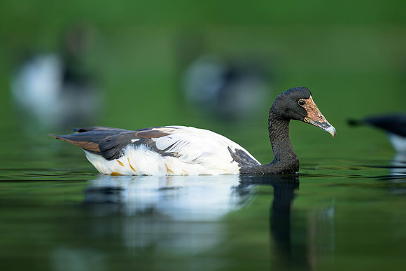 Magpie Goose