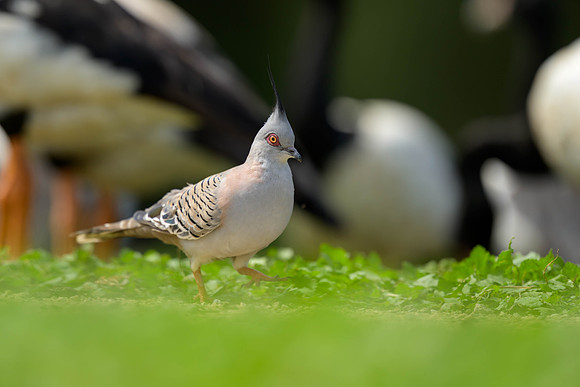 Crested Pigeon