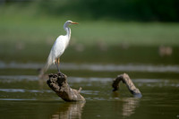 Plumed Egret