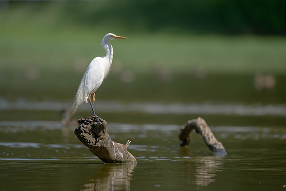 Plumed Egret