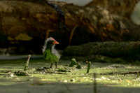 Dusky Moorhen