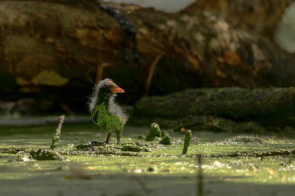Dusky Moorhen