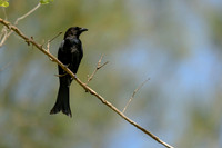 Spangled Drongo