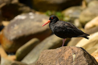 Sooyty Oystercatcher