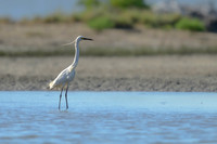 Little Egret